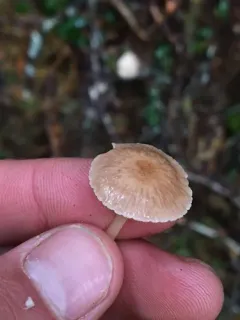 Mycetinis salalis thumbnail 2