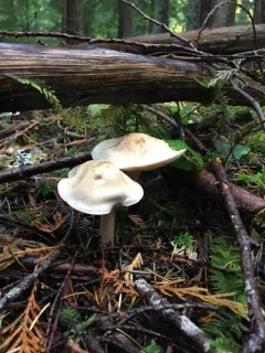 Hebeloma velutipes thumbnail 3