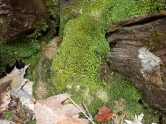 Sharp-pointed Earwort thumbnail 2