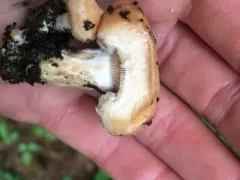 Lactarius subvillosus thumbnail 4