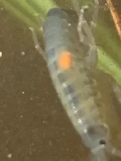 Polymorphus minutus thumbnail 2