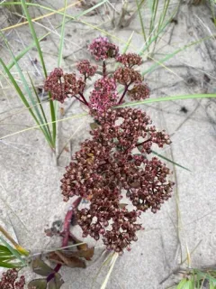 Great Stonecrop thumbnail 4
