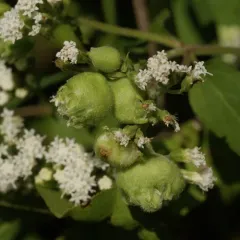 Boneset Flower Gall Midge thumbnail 2
