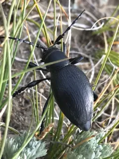 Moneilema annulatum thumbnail 4