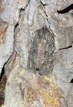Lithophane lepida thumbnail 2