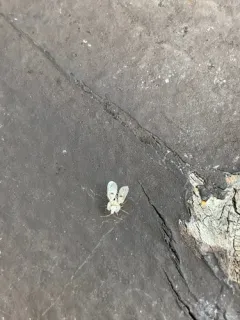 Eastern Sycamore Lace Bug thumbnail 2