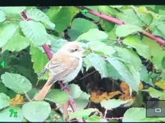Red-backed Shrike thumbnail 3