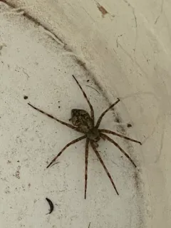 White-banded Fishing Spider thumbnail 3