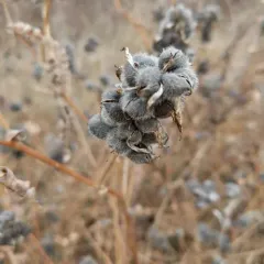 Chickpea Milkvetch thumbnail 1