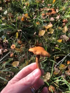 Cortinarius paludosaniosus thumbnail 2