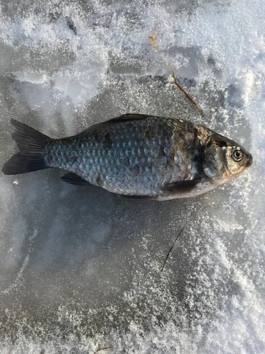Prussian Carp