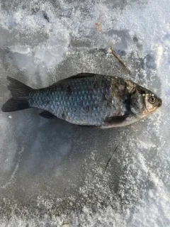 Prussian Carp thumbnail 1