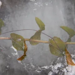Richardson's pondweed thumbnail 2