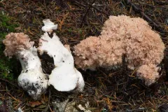 Ramaria rubrievanescens thumbnail 2