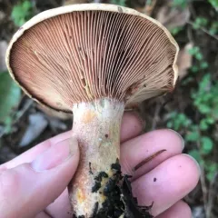 Red-bleeding Milk Cap thumbnail 4