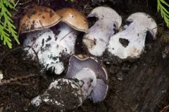 bruising webcap thumbnail 3