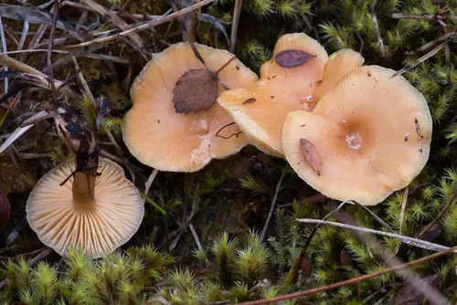 hoary milkcap