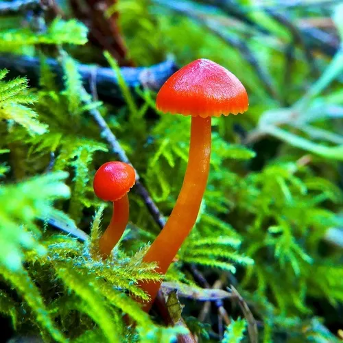Bitter Waxcap