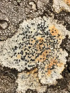Lecidea fuscoatra thumbnail 1