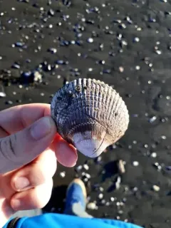 Iceland Cockle thumbnail 1