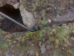 Phylloxera caryaeren thumbnail 1
