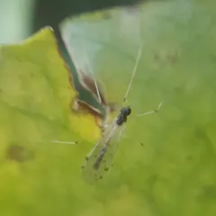 Dicranota maculata thumbnail 2