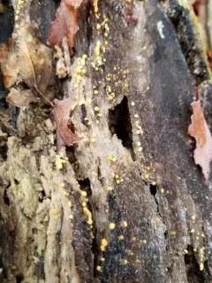 Bactridium flavum thumbnail 2