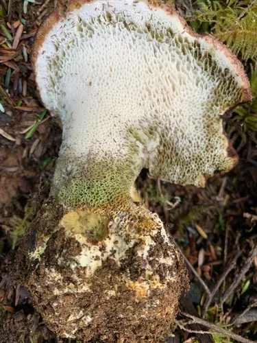 Goat's Foot Polypore