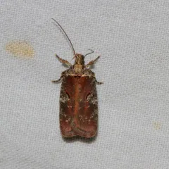 Agonopterix lythrella thumbnail 3