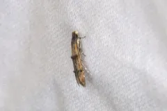 Homosetia fasciella thumbnail 4