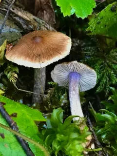 lilac leg fibrecap thumbnail 2
