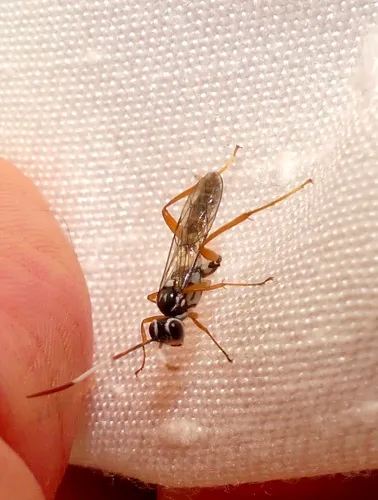 Plagiotrypes concinnus