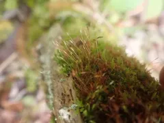 Geniculate Four-tooth Moss thumbnail 4