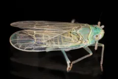 Chloriona sicula thumbnail 2