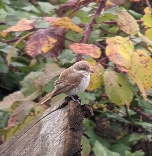 Red-backed Shrike