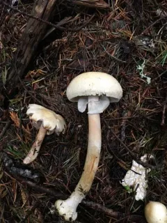 Agaricus abruptibulbus thumbnail 2