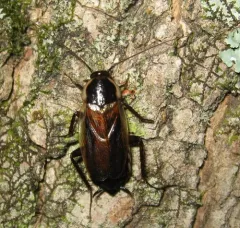 Pennsylvania Wood Cockroach thumbnail 4