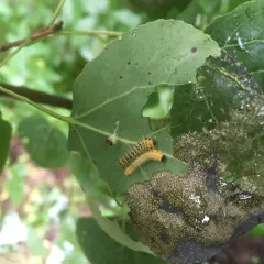 Cladius gregarius thumbnail 2