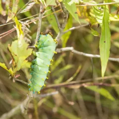 Cecropia Moth thumbnail 3
