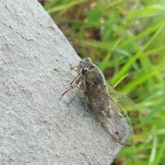 Northern Dog-day Cicada thumbnail 4