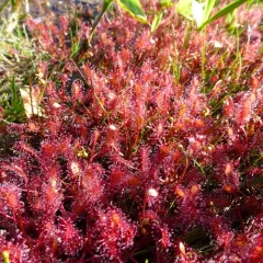 spoonleaf sundew thumbnail 6