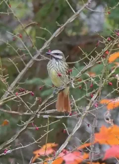 Sulphur-bellied Flycatcher thumbnail 4