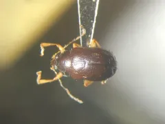 Rhabdopterus praetextus thumbnail 3