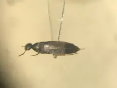 Pelecotoma flavipes thumbnail 3