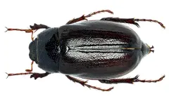 Phyllophaga fraterna thumbnail 2