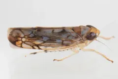 Scaphoideus cinerosus thumbnail 3