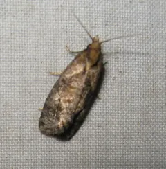 Phtheochroa baracana thumbnail 3
