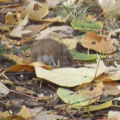 White-footed Mouse thumbnail 1