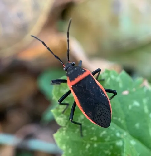 Eastern Bordered Plant Bug