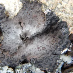 Pennsylvania Toadskin Lichen thumbnail 2